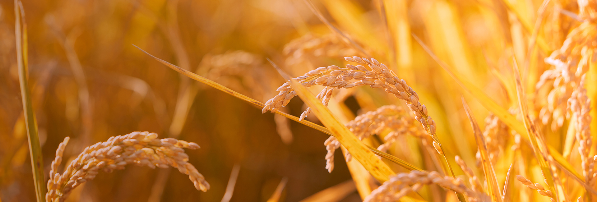 Agricultural Products
