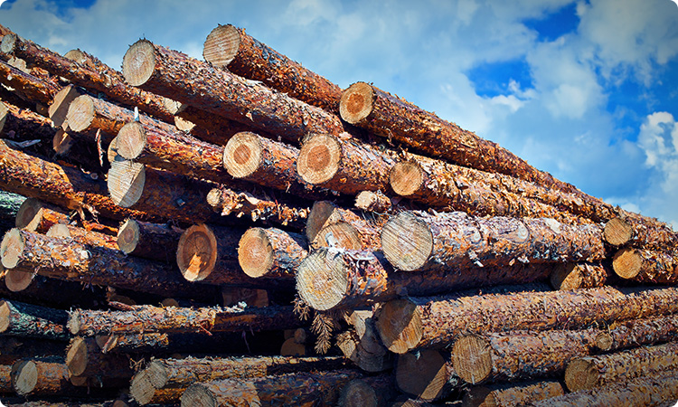 Logs 